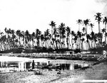 Old Waikiki.jpg